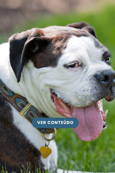 O bem-estar e a saúde começam pela boca