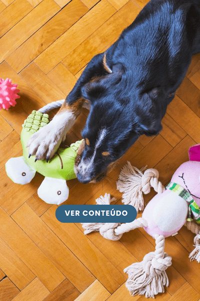 O que é enriquecimento ambiental