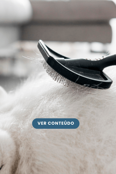 O que fazer quando o pelo do cachorro está caindo muito?